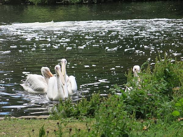 倫敦 聖詹姆斯公園 餵鵜鵠 pelican feeding, St. James Park, London