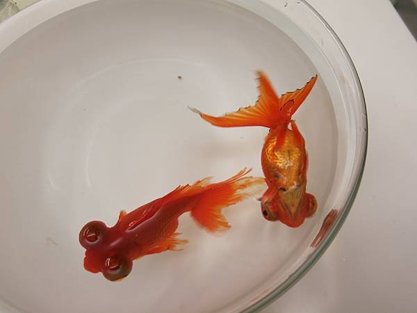 我家小金魚