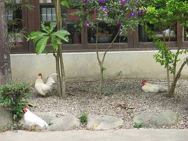 05-北埔食堂龍鳳饌-成寒