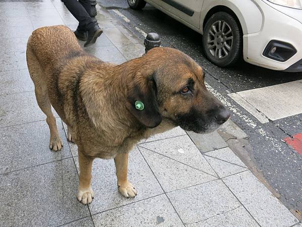 01-stray dog-Istanbul-成寒.JPG