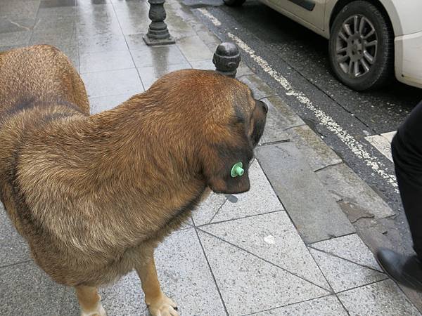 02-stray dog-Istanbul-成寒.JPG