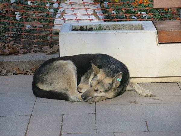 03-stray dog-Istanbul-成寒.JPG