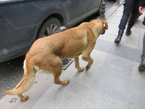 04-stray dog-Istanbul-成寒.JPG