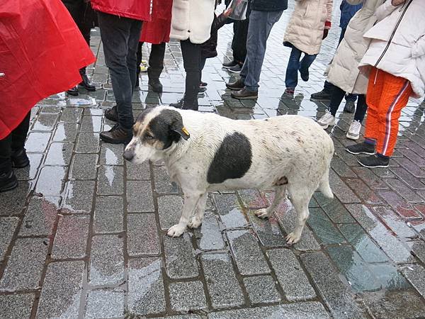 05-stray dog-Istanbul-成寒.JPG