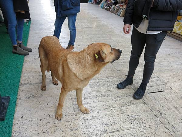 07-stray dog-Istanbul-成寒.JPG