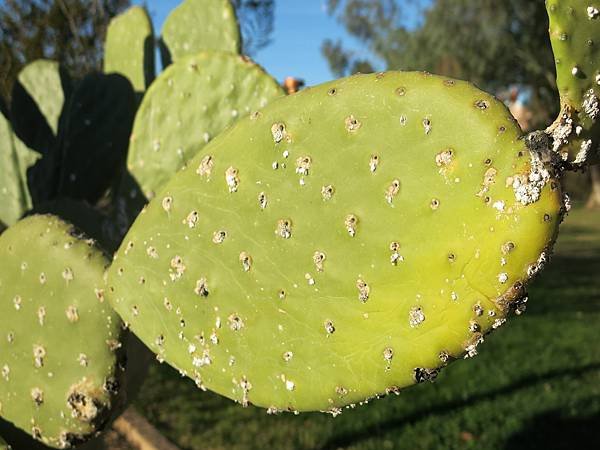 003-prickly cactus-ASU.JPG