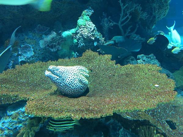 07-IMG_0526-S.E.A Aquarium, Singapore 新加坡-成寒.JPG