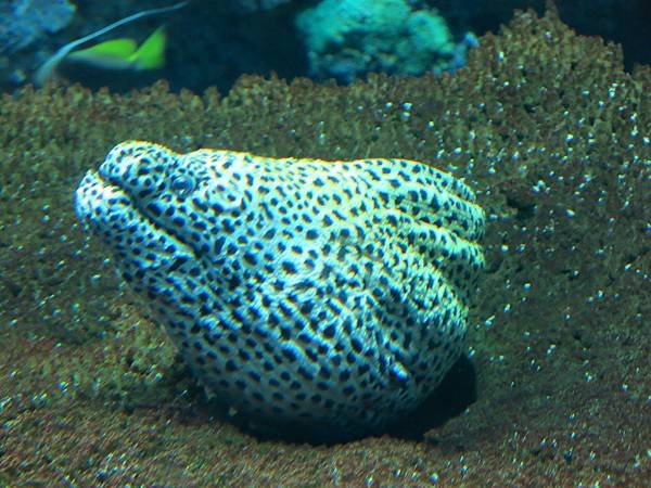 08-IMG_0528-S.E.A Aquarium, Singapore 新加坡-成寒.JPG