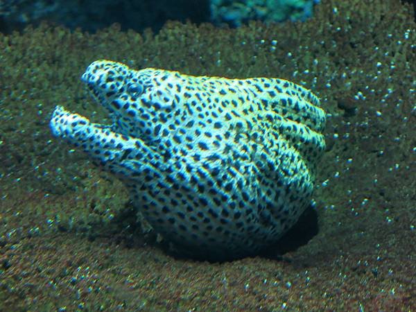 09-IMG_0529-S.E.A Aquarium, Singapore 新加坡-成寒.JPG