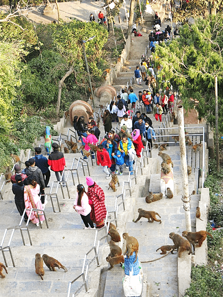 02-monkey temple-Kathmandu, Nepal-成寒.png