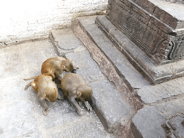 06-monkey temple-Kathmandu, Nepal-成寒.png