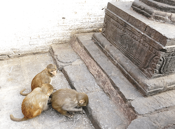 08-monkey temple-Kathmandu, Nepal-成寒.png