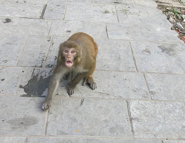 11-monkey temple-Kathmandu, Nepal-成寒.JPG