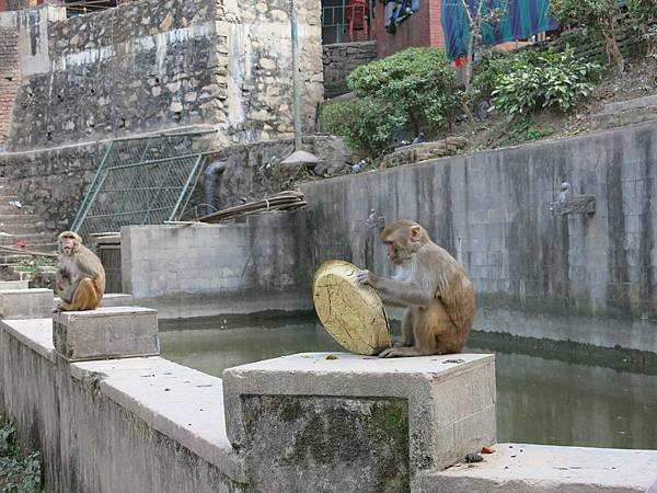 14-monkey temple-Kathmandu, Nepal-成寒.JPG