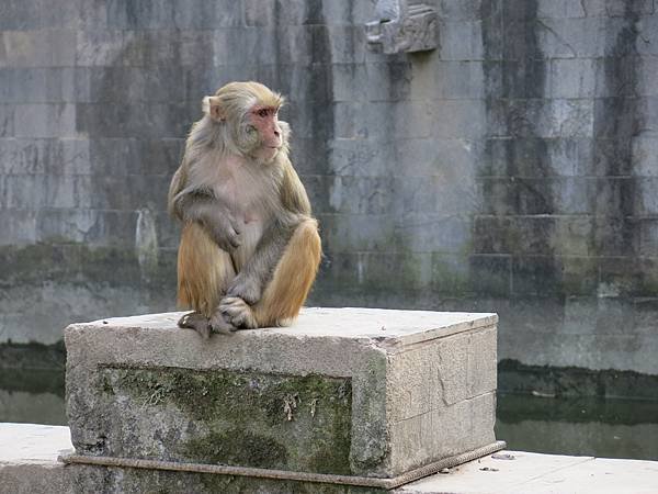 15-monkey temple-Kathmandu, Nepal-成寒.JPG