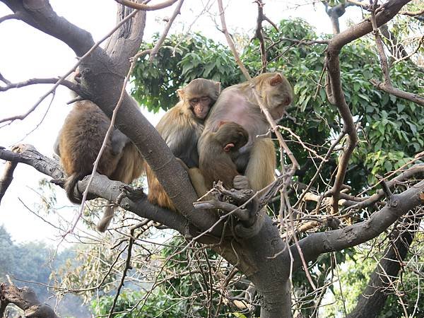 17-monkey temple-Kathmandu, Nepal-成寒.JPG