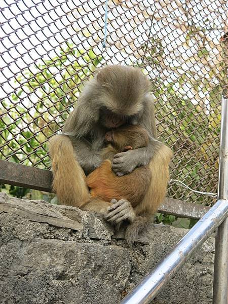 19-monkey temple-Kathmandu, Nepal-成寒.JPG