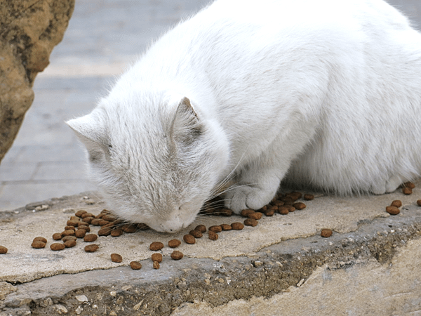 06-Van Cat-Amman Citadel-成寒.png