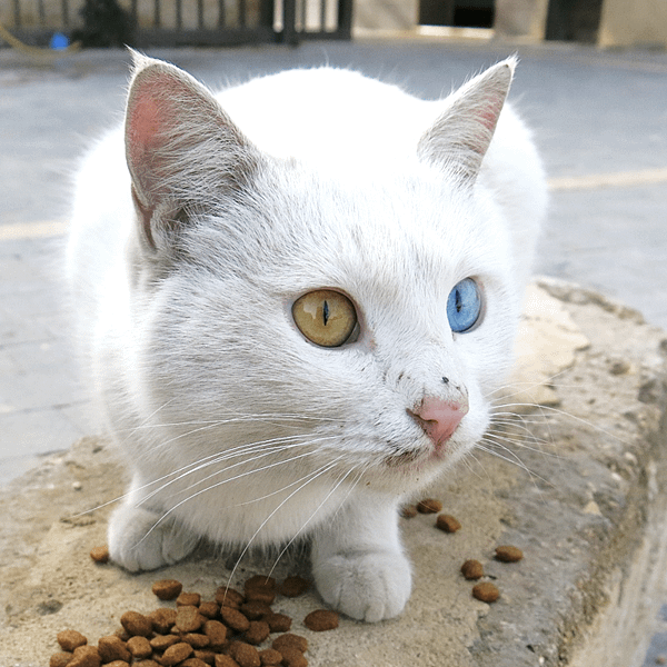 眼01-Van Cat-odd-eyed cat-Amman Citadel-成寒.png