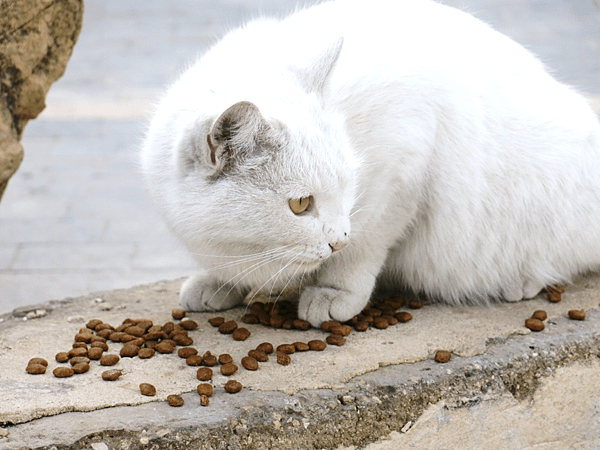 眼02-Van Cat-old-eyed cat-Amman Citadel-成寒.png