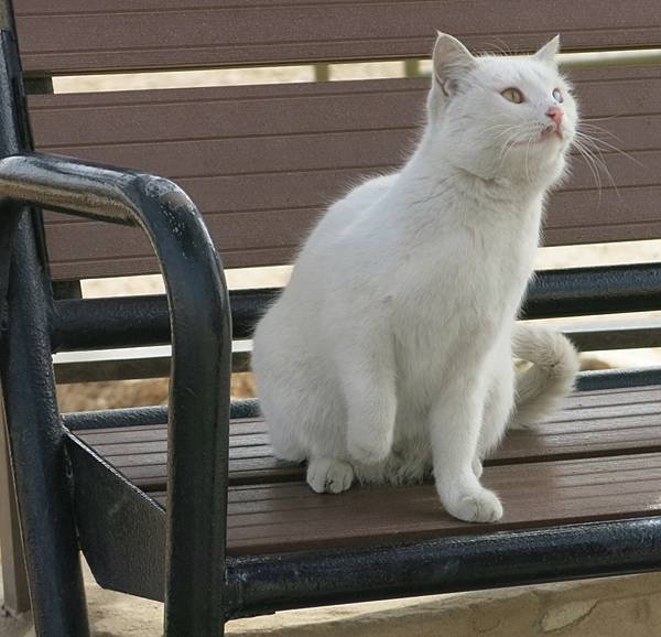 眼04-Van Cat-odd-eyed-cat-Amman Citadel-成寒.jpg