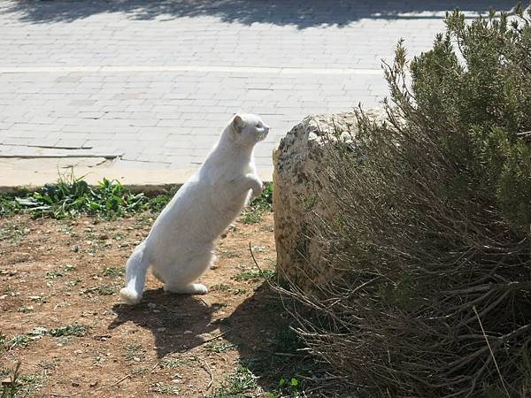 006-odd-eyed cat, Amman, Jordan-成寒.JPG