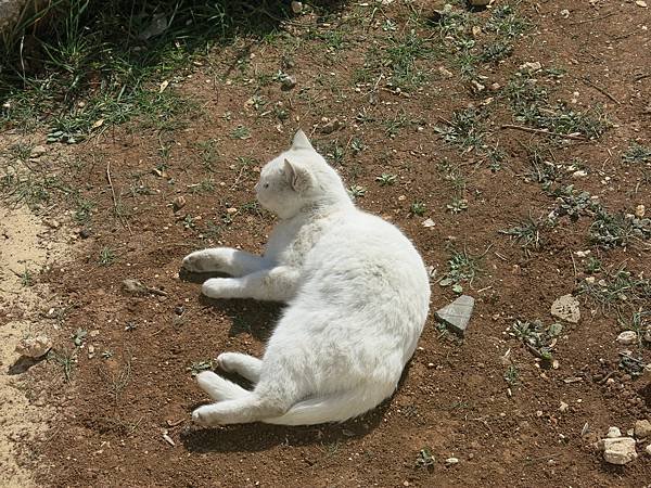 004-odd-eyed cat, Amman, Jordan-成寒.JPG