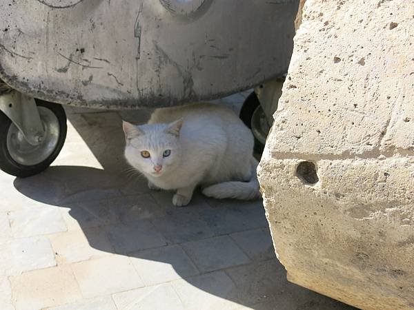 010-odd-eyed cat, Amman, Jordan-成寒.JPG