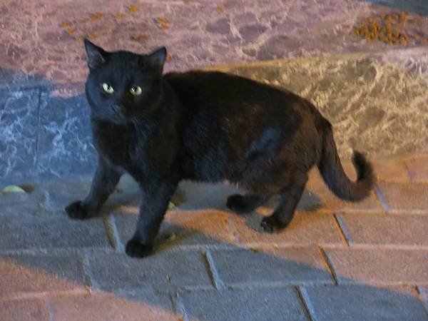 05-Rainbow Street-stray cat-Amman, Jordan-成寒.JPG