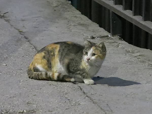 06-Rainbow Street-stray cat-Amman, Jordan-成寒.JPG