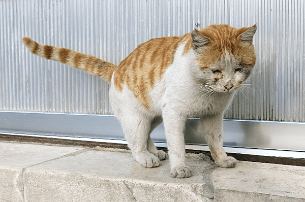 08-Rainbow Street-stray cat-Amman, Jordan-成寒.JPG.png