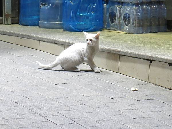 09-Rainbow Street-stray cat-Amman, Jordan-成寒.JPG.JPG