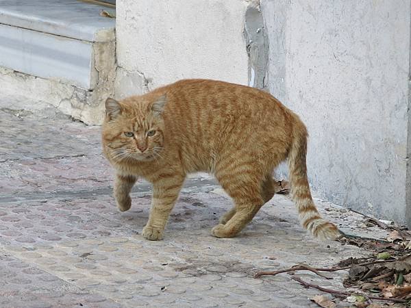 10-stray cat-Amman, Jordan-成寒.JPG.JPG