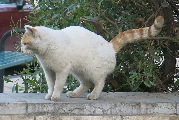 13-stray cat-Amman, Jordan-成寒.JPG.JPG