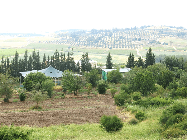 10-Kibbutz, Israel-以色列集體農場-成寒.png