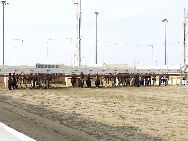 03-camel race-Qatar-成寒.png