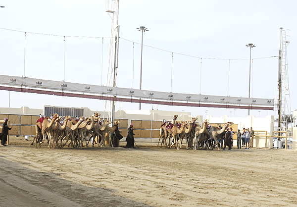 04-camel race-Qatar-成寒.png