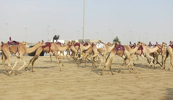 05-camel race-Qatar-成寒.JPG