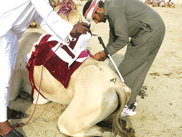 09-robot jockey-camel race-Qatar-成寒.png