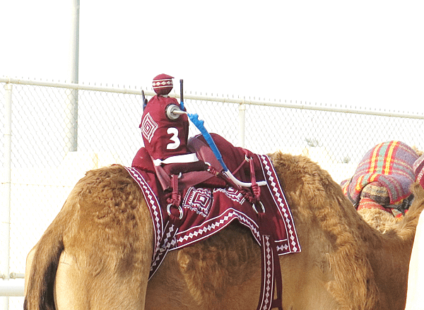 11-robot jockey-camel race-Qatar-成寒.png