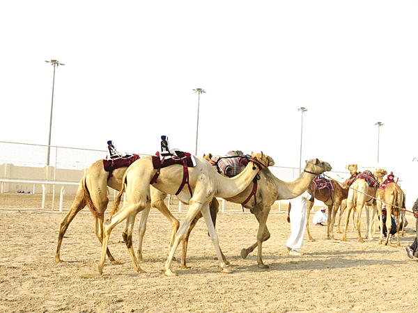 12-robot jockey-camel race-Qatar-成寒.png