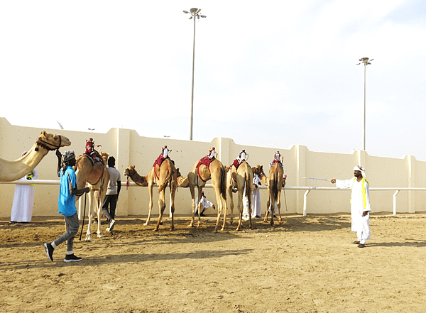 13-robot jockey-camel race-Qatar-成寒.png