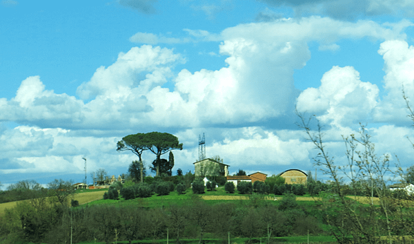 01-stone pine 笠松、傘松-Italy 義大利-成寒.png