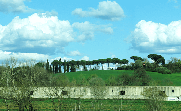 02--stone pine 笠松、傘松-Italy 義大利-成寒.png