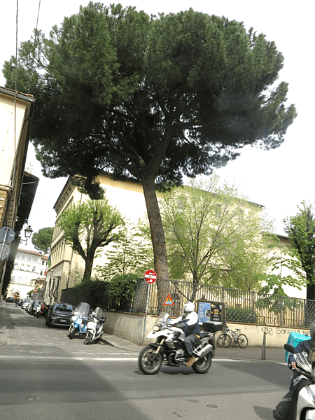 03-stone pine 笠松、傘松-Italy 義大利-成寒.png