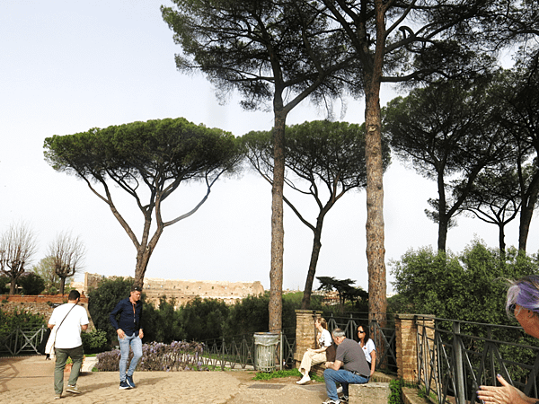 04-stone pine 笠松、傘松-Italy 義大利-成寒.png