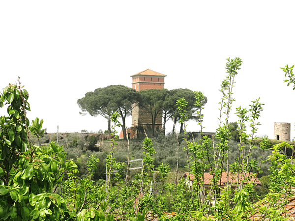 07-stone pine 笠松、傘松-Italy 義大利-成寒.png