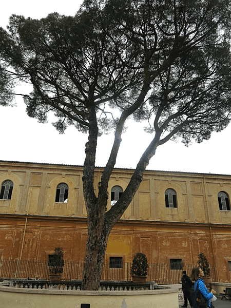 08-stone pine 笠松、傘松-Italy 義大利-成寒.png