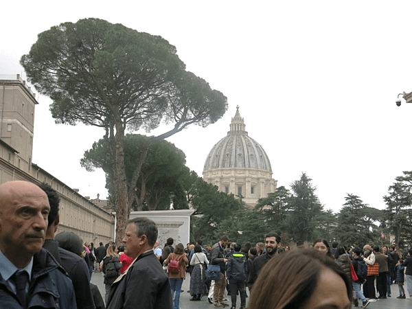 09-stone pine 笠松、傘松-Italy 義大利-成寒.png