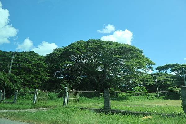 01-Raintree-fiji-斐濟-成寒.JPG